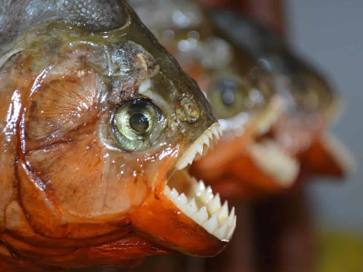 Piranhas 