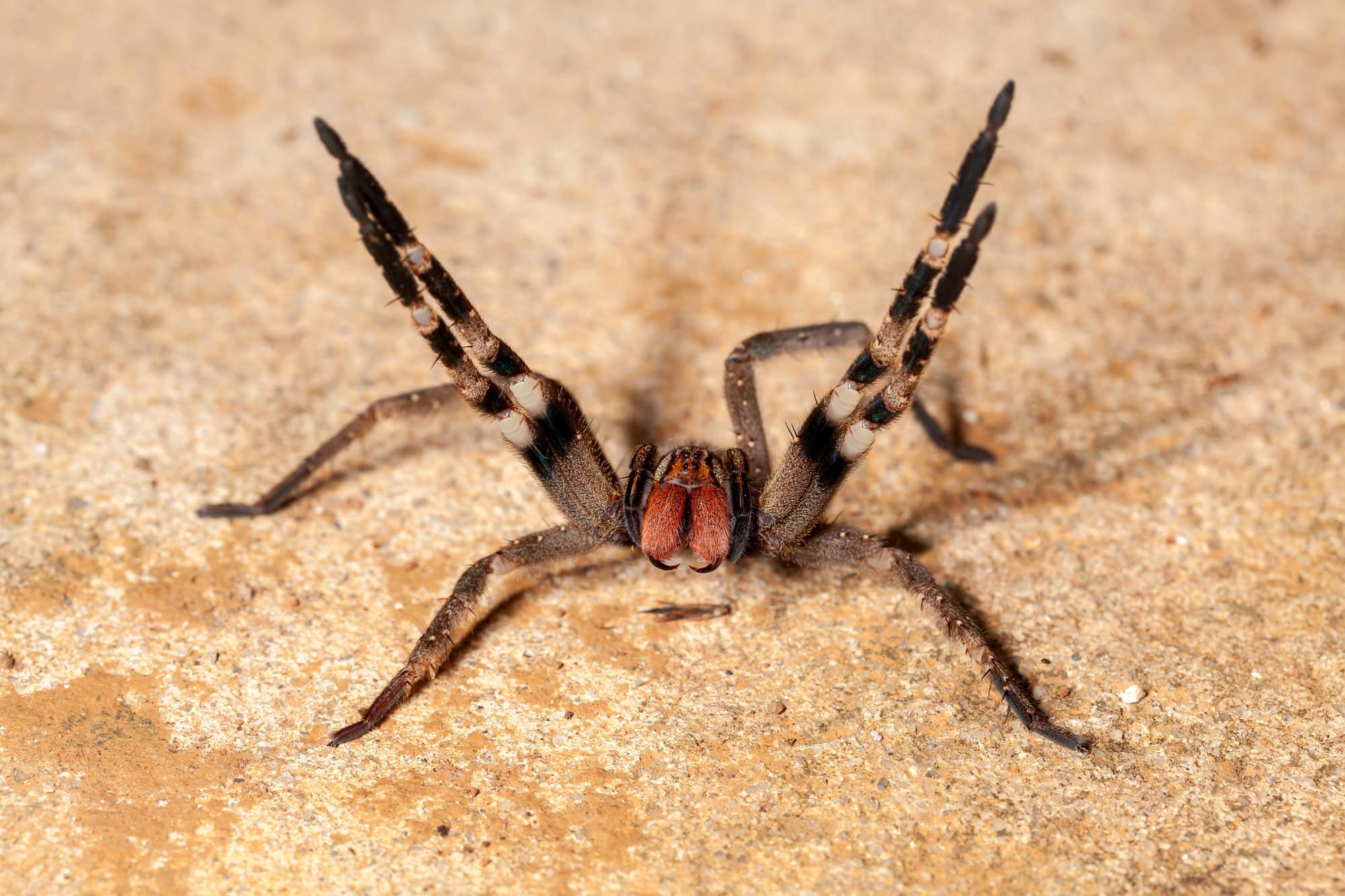 Araignée errante brésilienne - danger toxique Phoneutria Ctenidae