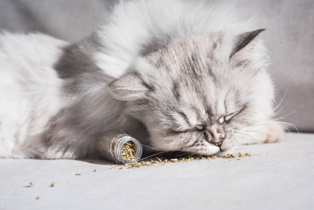 Chat persan gris moelleux