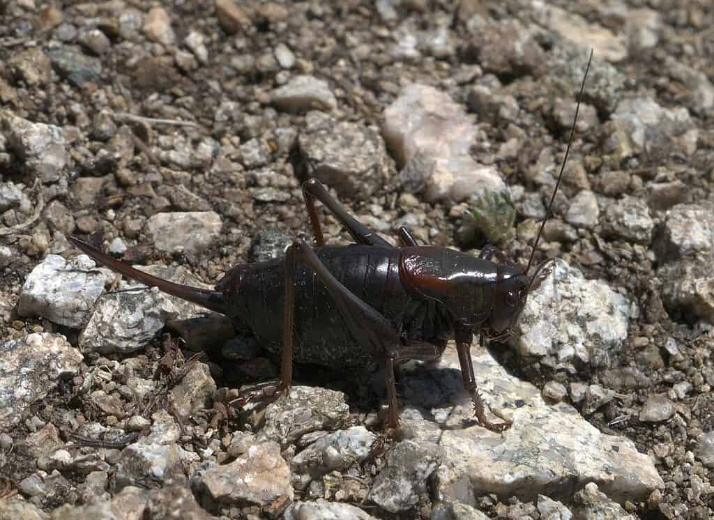 Grillon mormon (Anabrus simplex)