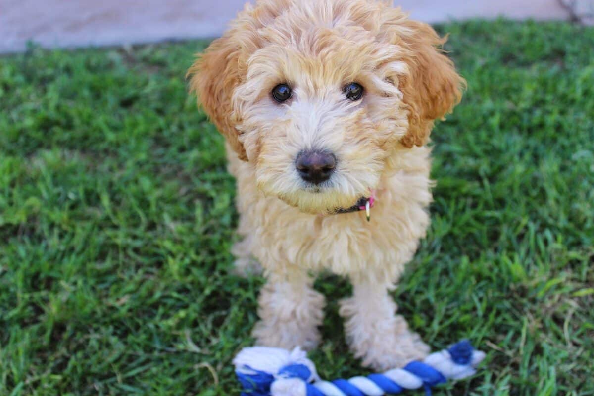 mini-labradoodle