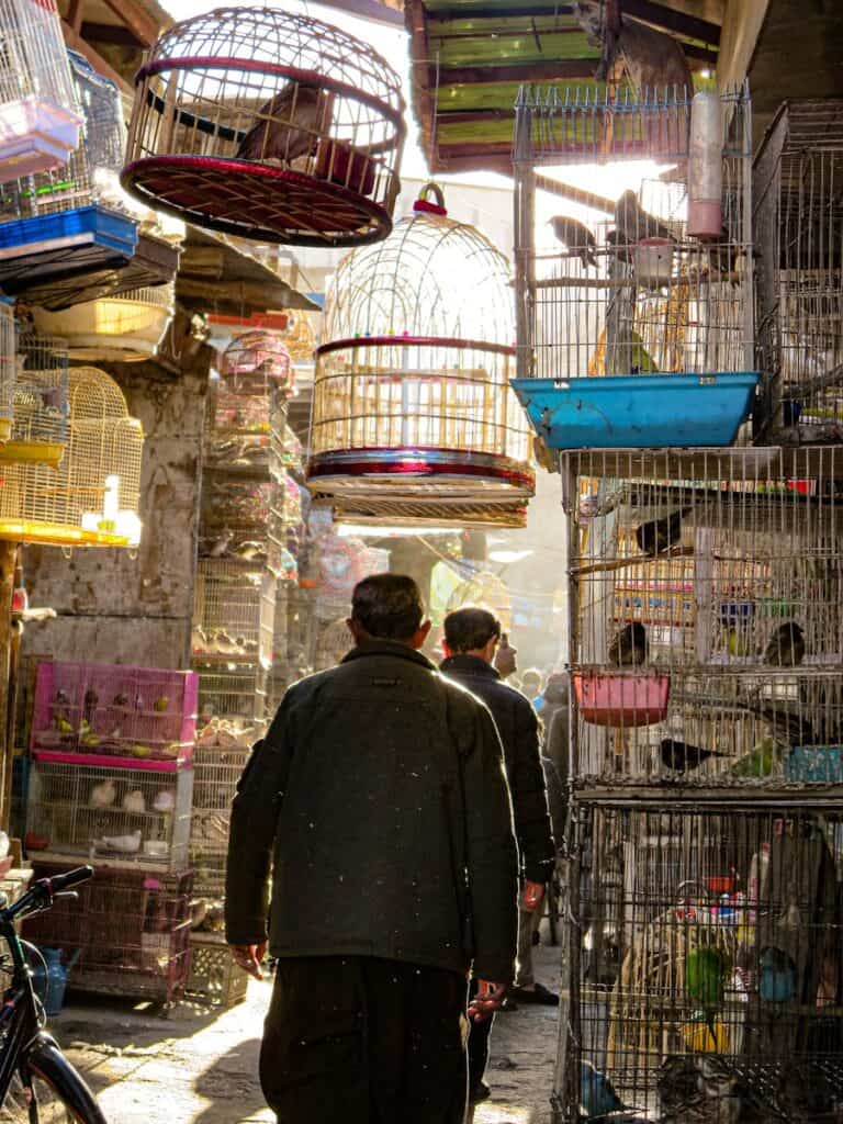 Un marché aux oiseaux animé avec des cages colorées à Kaboul, en Afghanistan, rempli d'oiseaux et d'acheteurs vibrants.