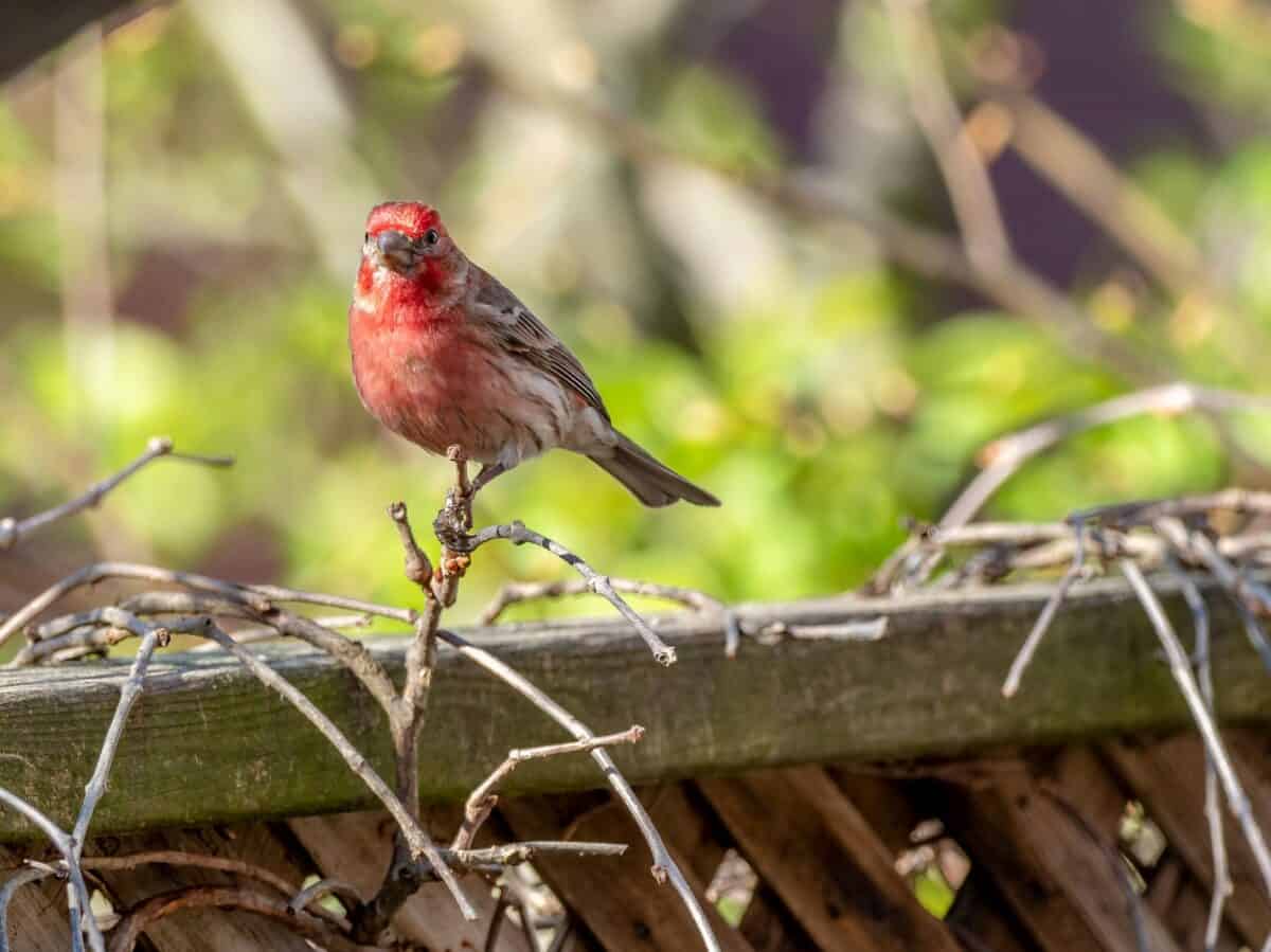 oiseau rouge et marron sur une branche d'arbre marron pendant la journée