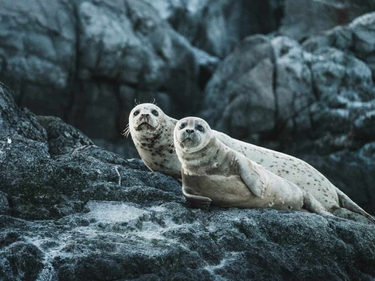 photo de phoques
