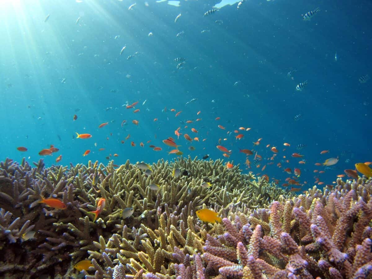 banc de poissons dans un plan d'eau