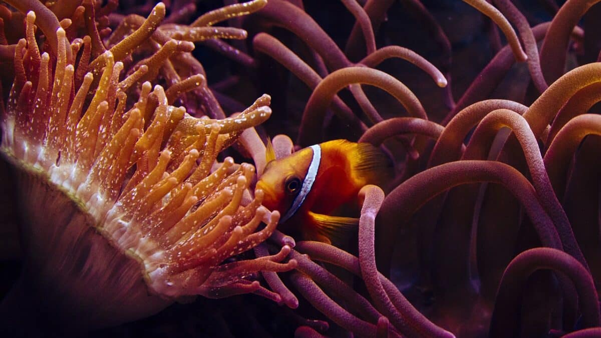 poisson-clown dans l'anémone de mer