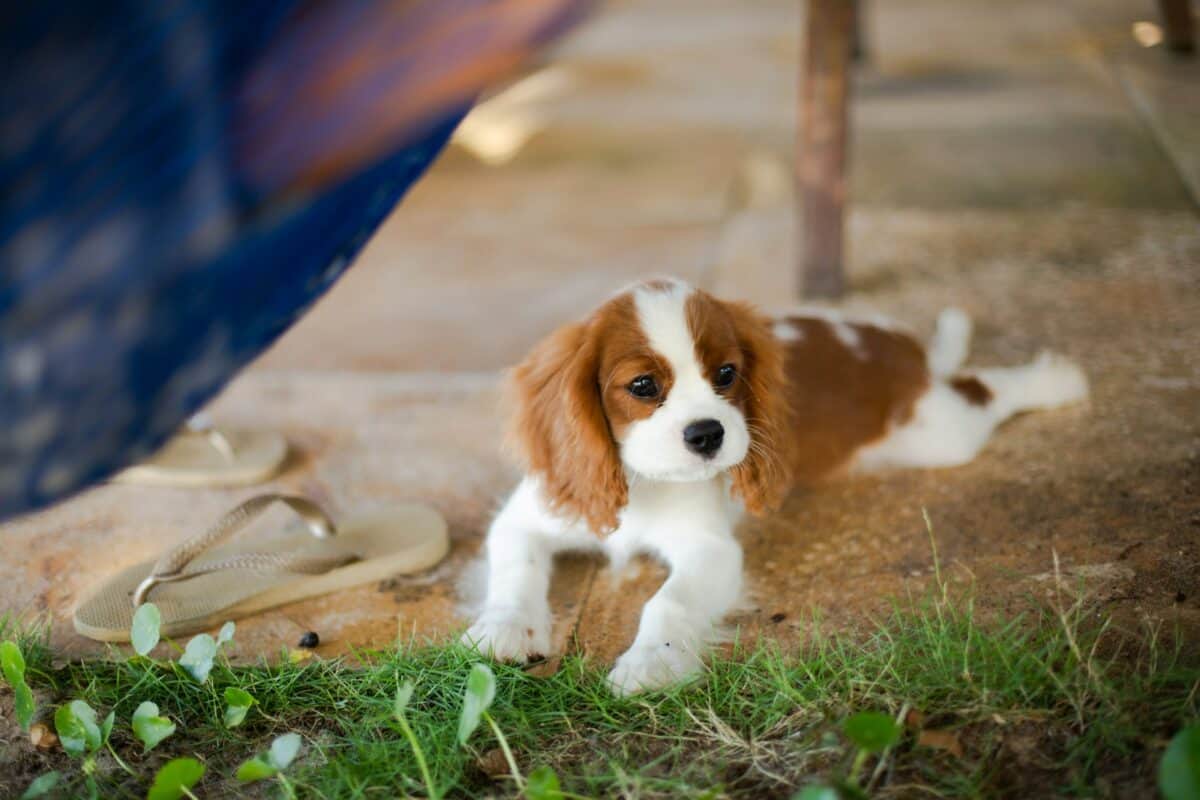petit chien aux cheveux longs brun et blanc sur terre brune
