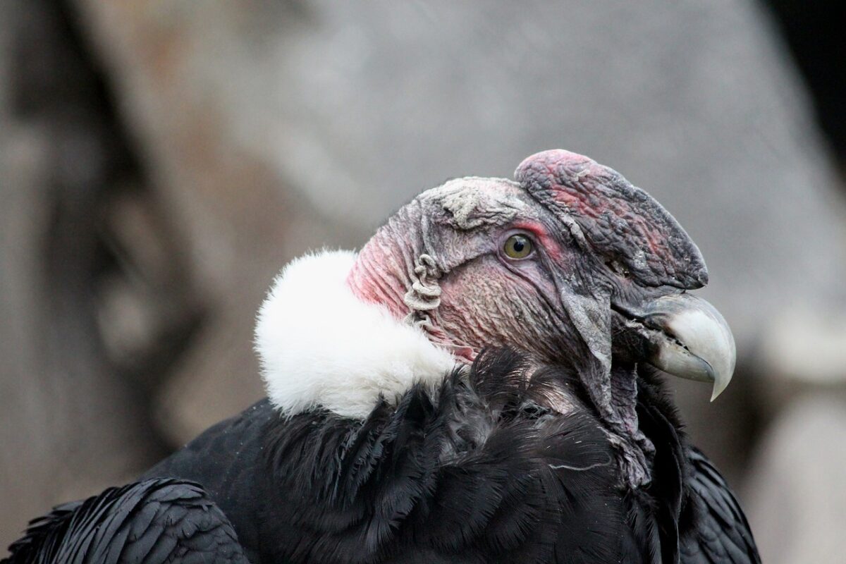 Condor des Andes