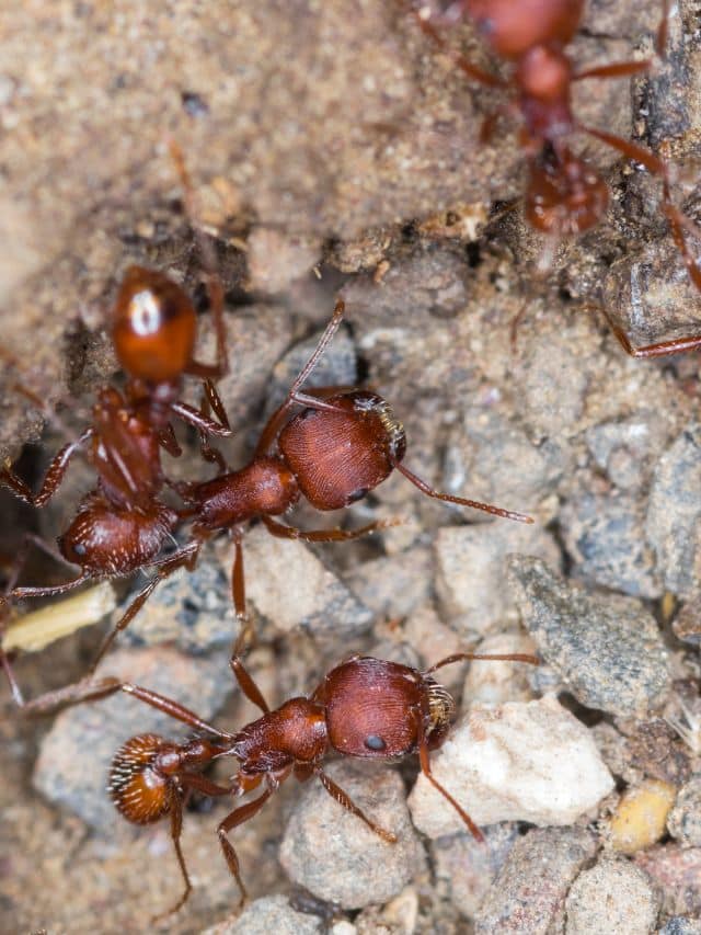 Fourmis moissonneuses