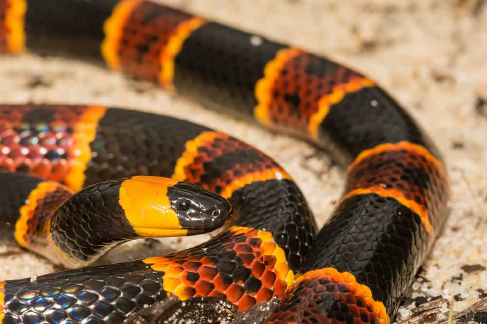 Serpent corail oriental