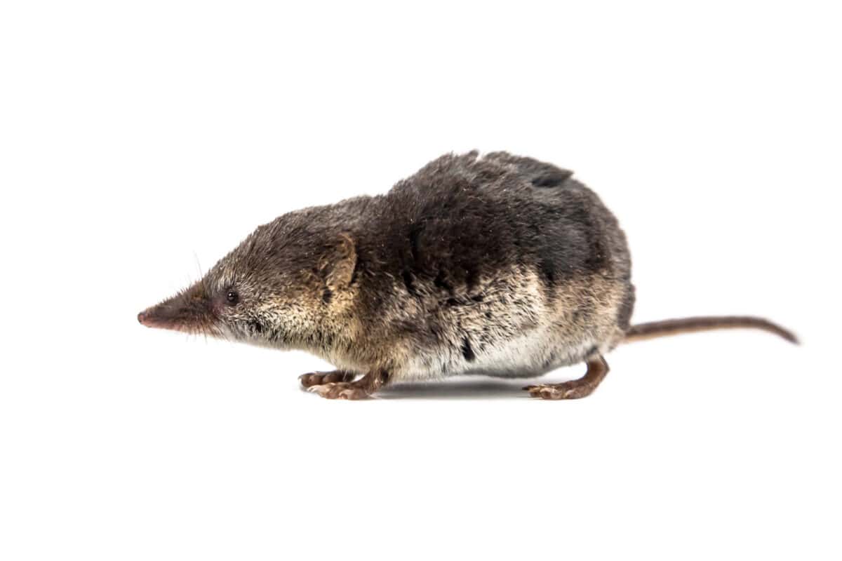 Musaraigne pygmée américaine