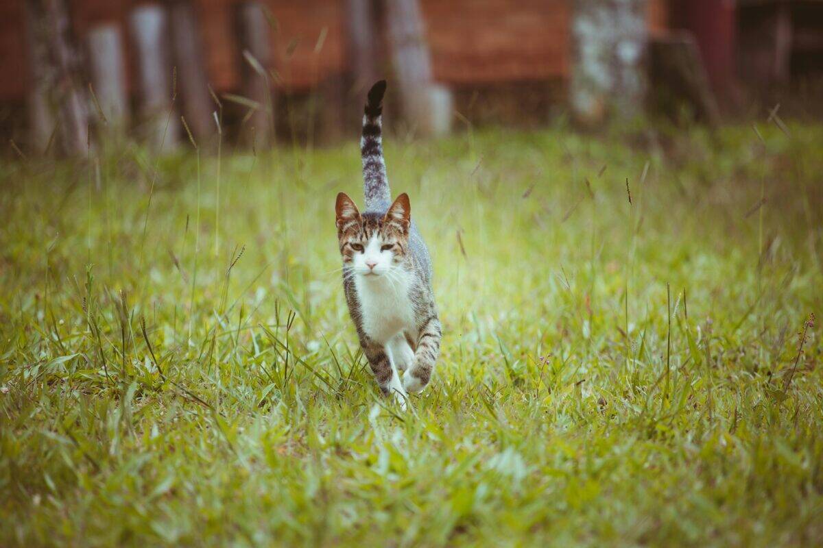 Un chat errant marche prudemment sur l'herbe.
