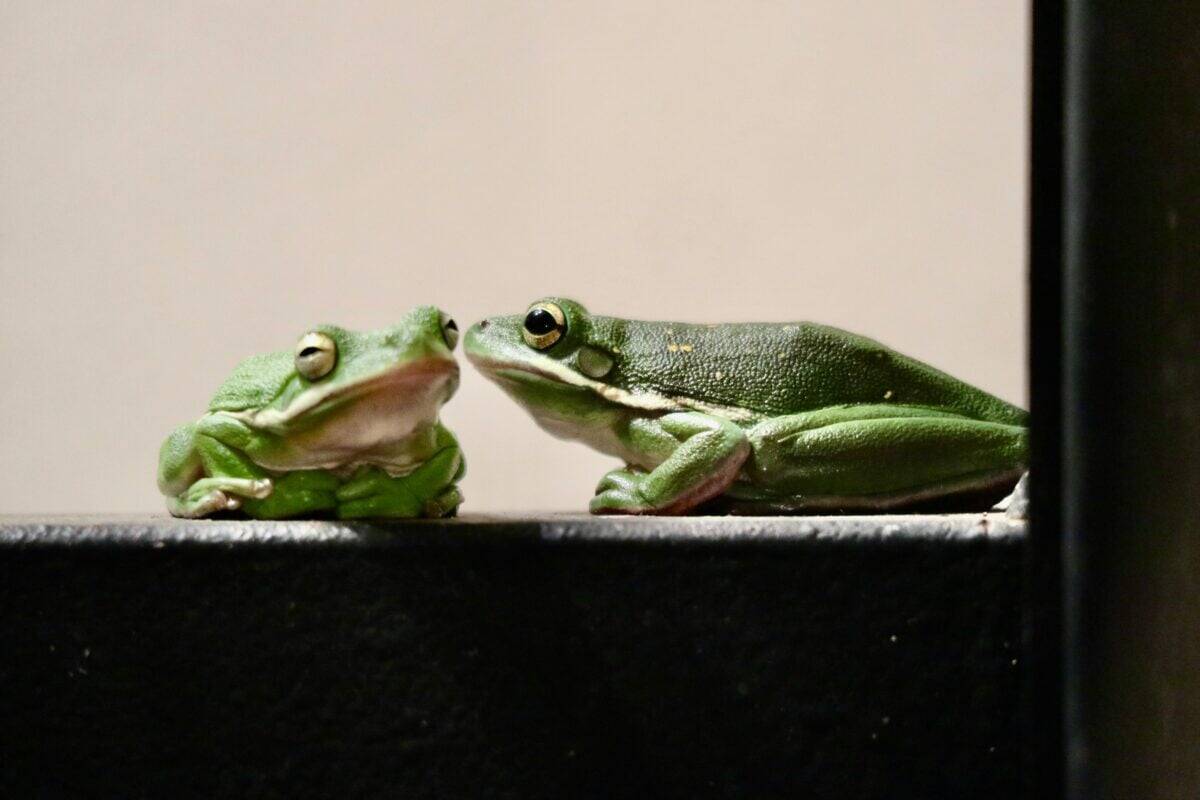 Deux grenouilles considérées comme des animaux exotiques.