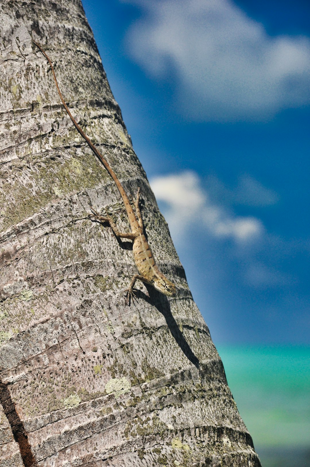 9. Dragon de Komodo (crédits image : unsplash)