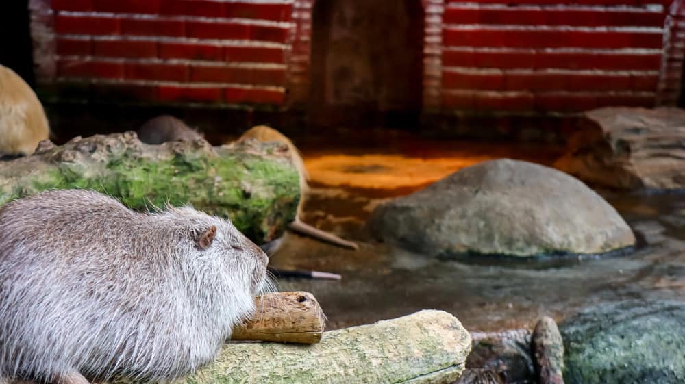 Nutria ou ragondin, un rongeur semi-aquatique herbivore dans un zoo.