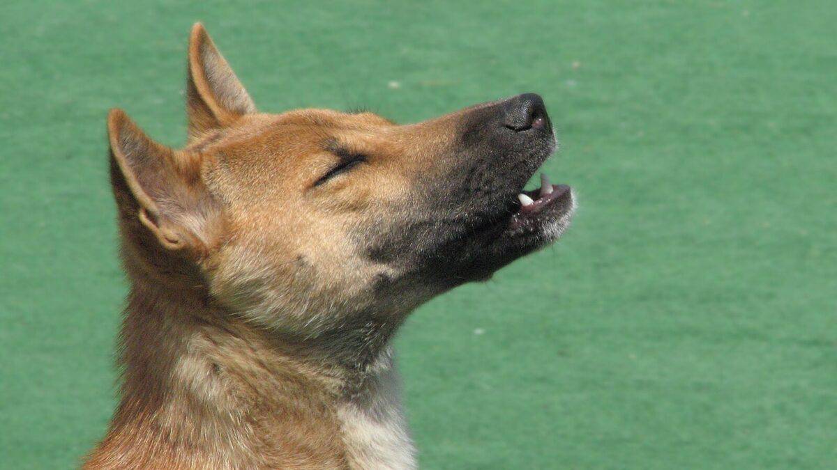 Le chien chanteur de Nouvelle-Guinée chante.