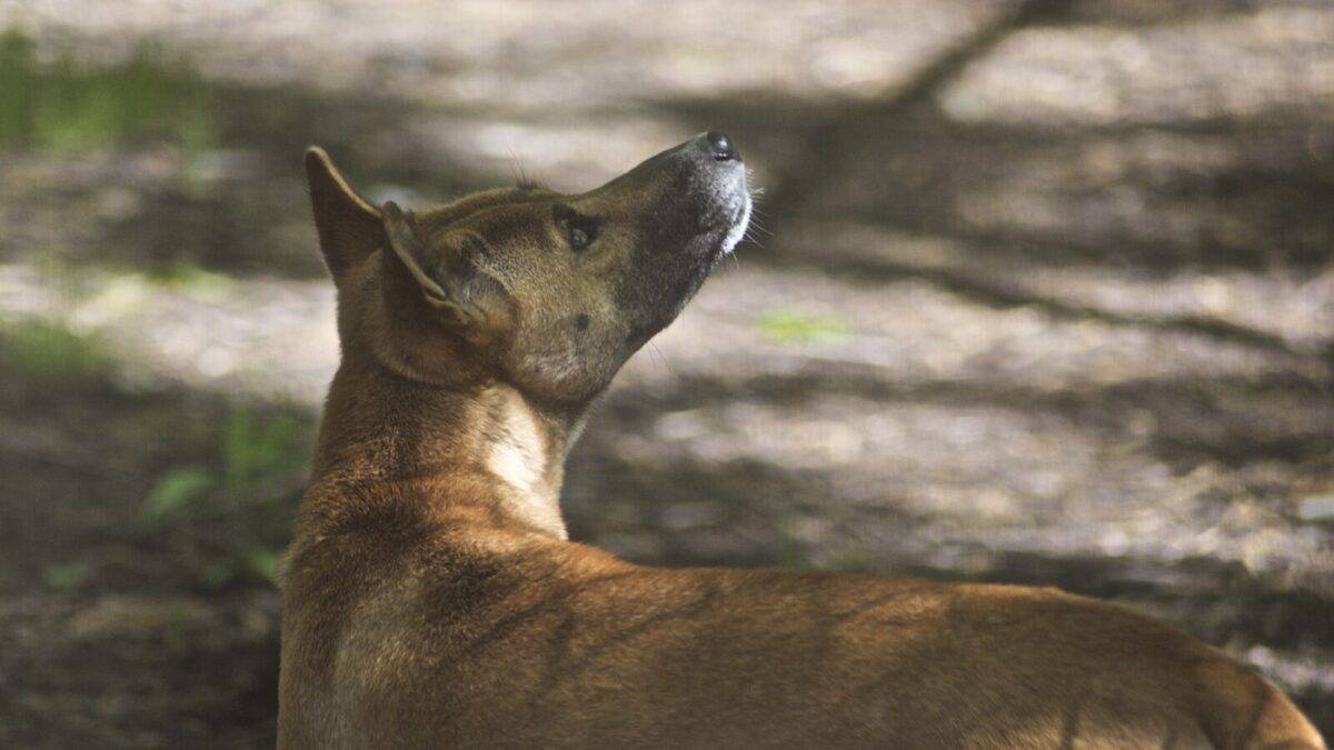 Chien chanteur de Nouvelle-Guinée regardant sur le côté.
