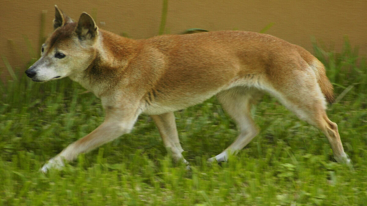 Chien chantant de Nouvelle-Guinée dans l'herbe.