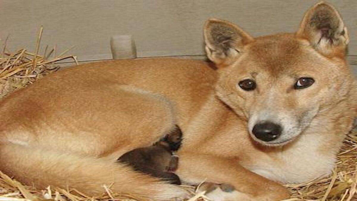 Maman chien chantant de Nouvelle-Guinée avec son chiot.
