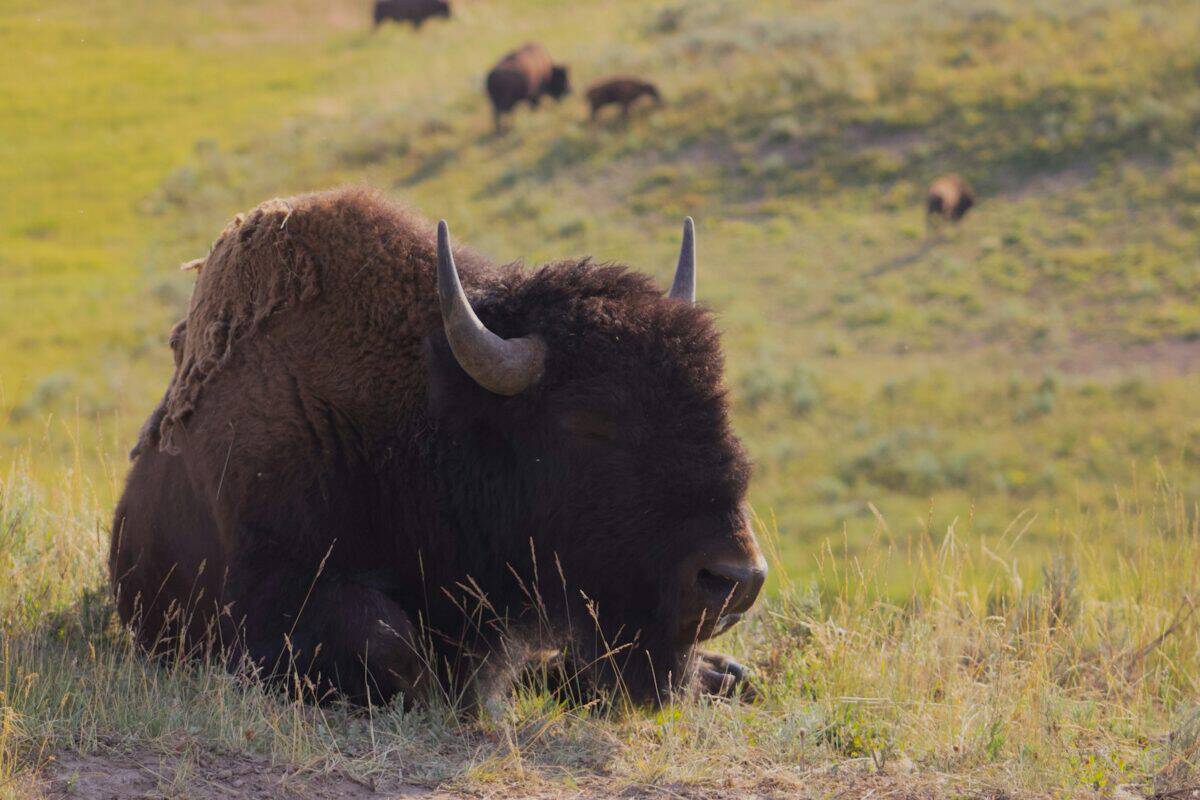 Un bison couché dans un champ herbeux