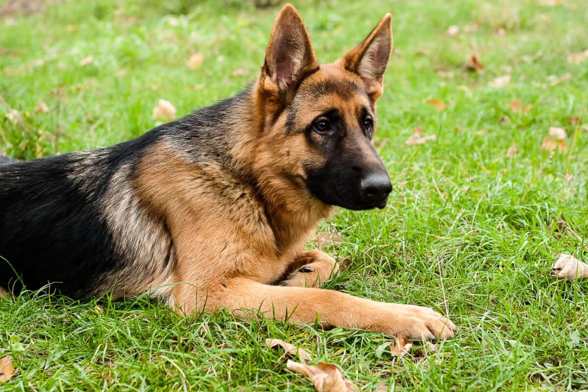 Berger allemand allongé sur l'herbe