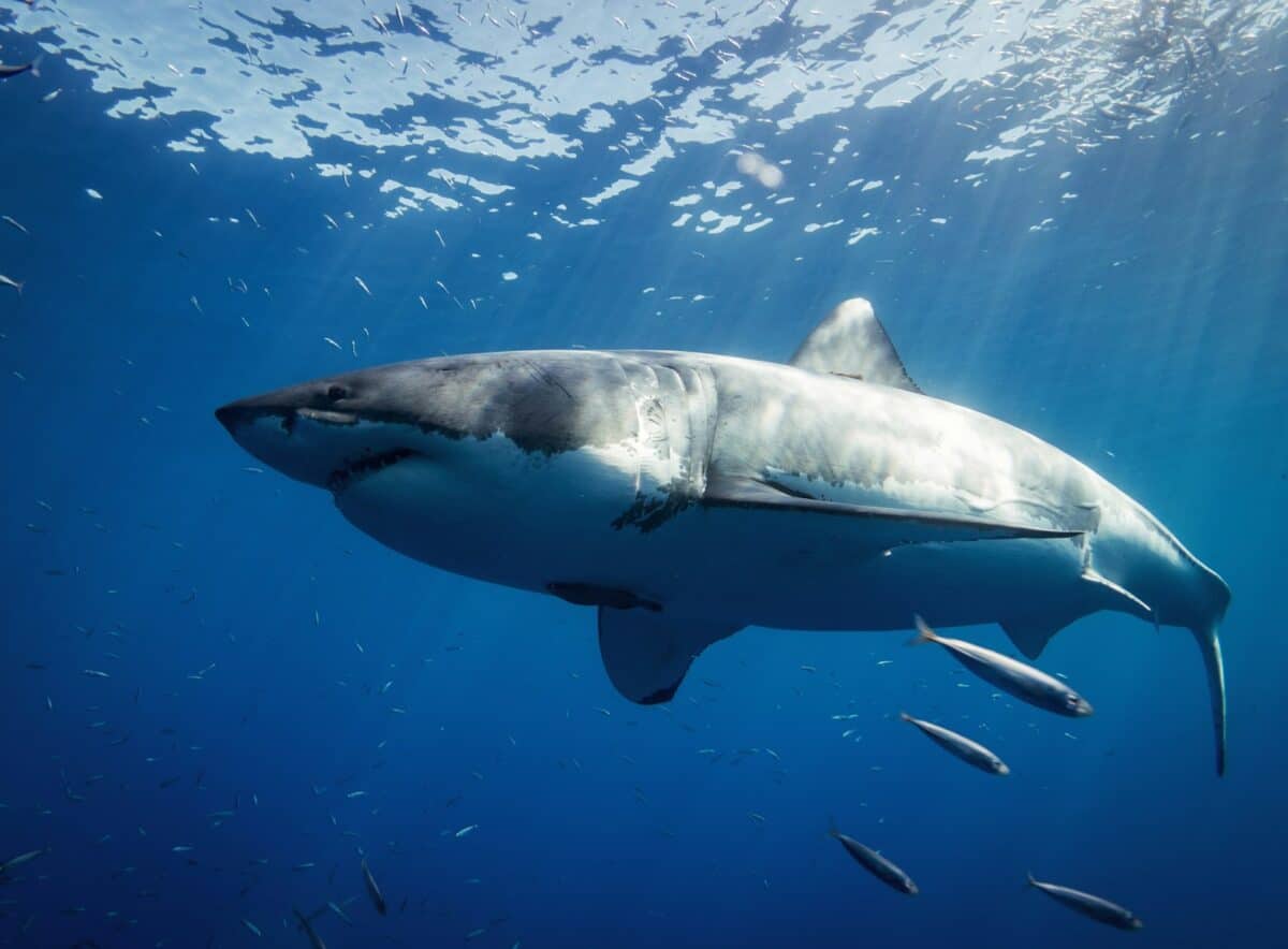 requin blanc et noir sous l'eau
