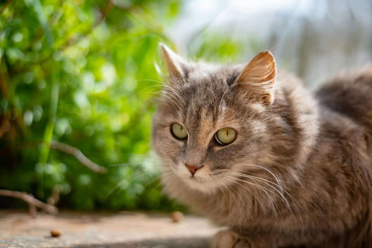 Charmant gros plan d'un chat tigré moelleux aux yeux verts dans un jardin.