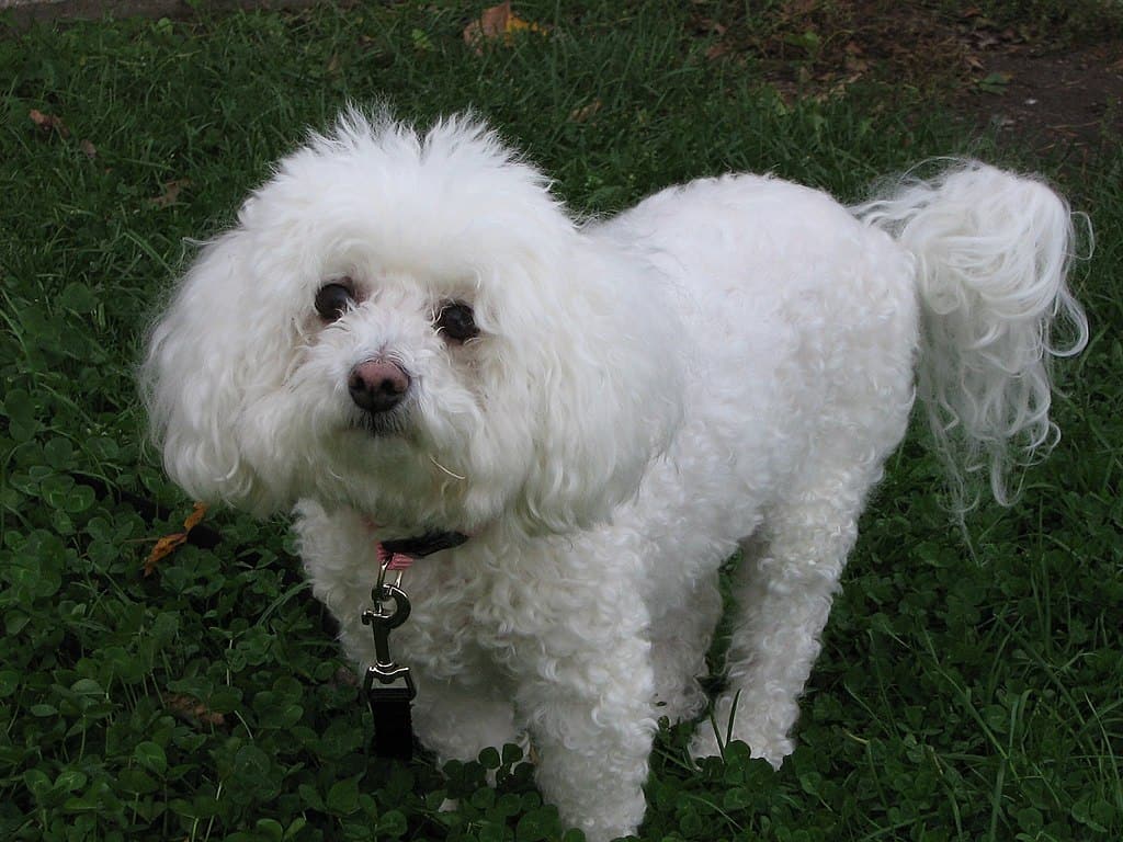 Bichon_Frise