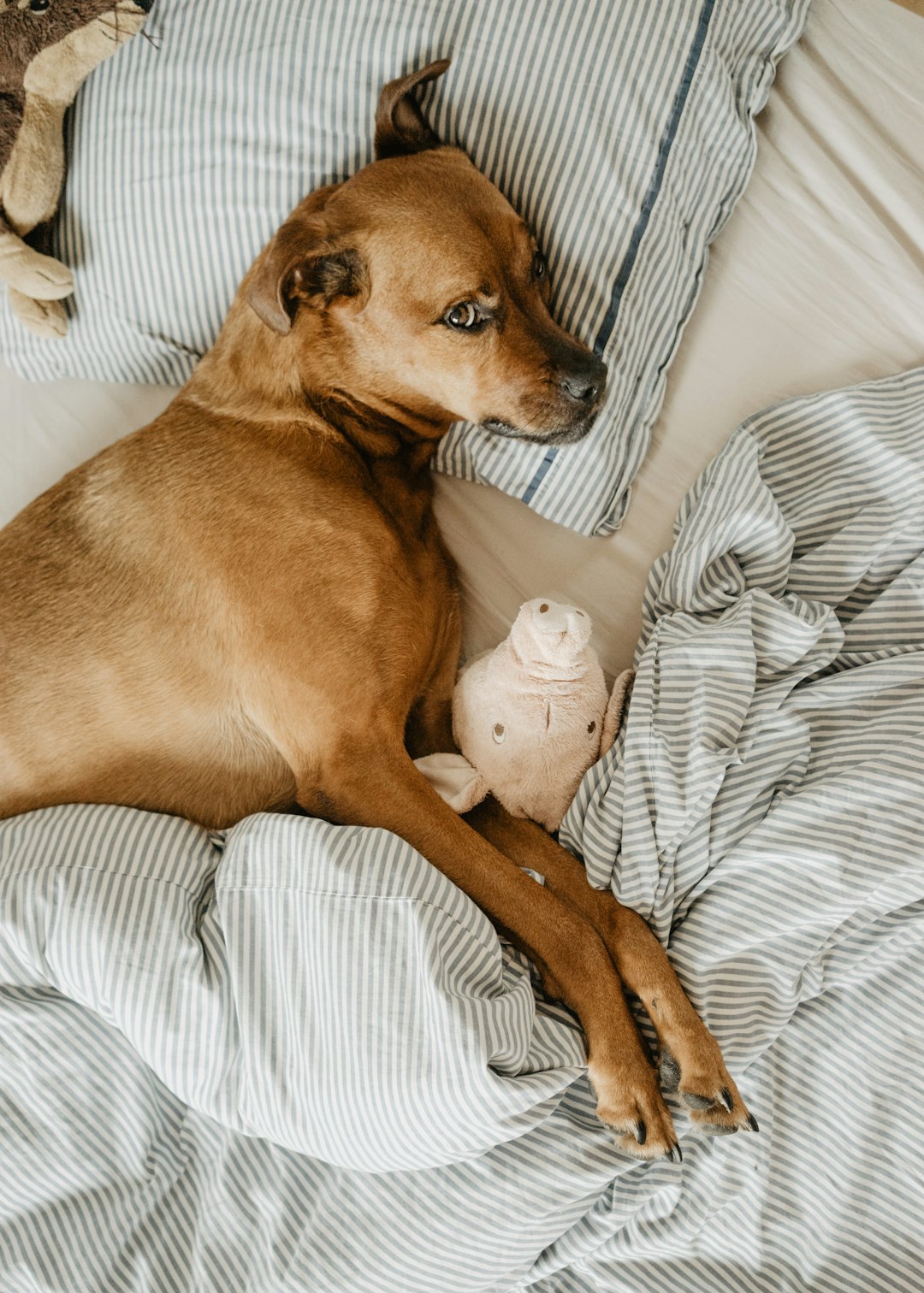12 Ignorer les jouets et les jeux (crédits image : unsplash)
