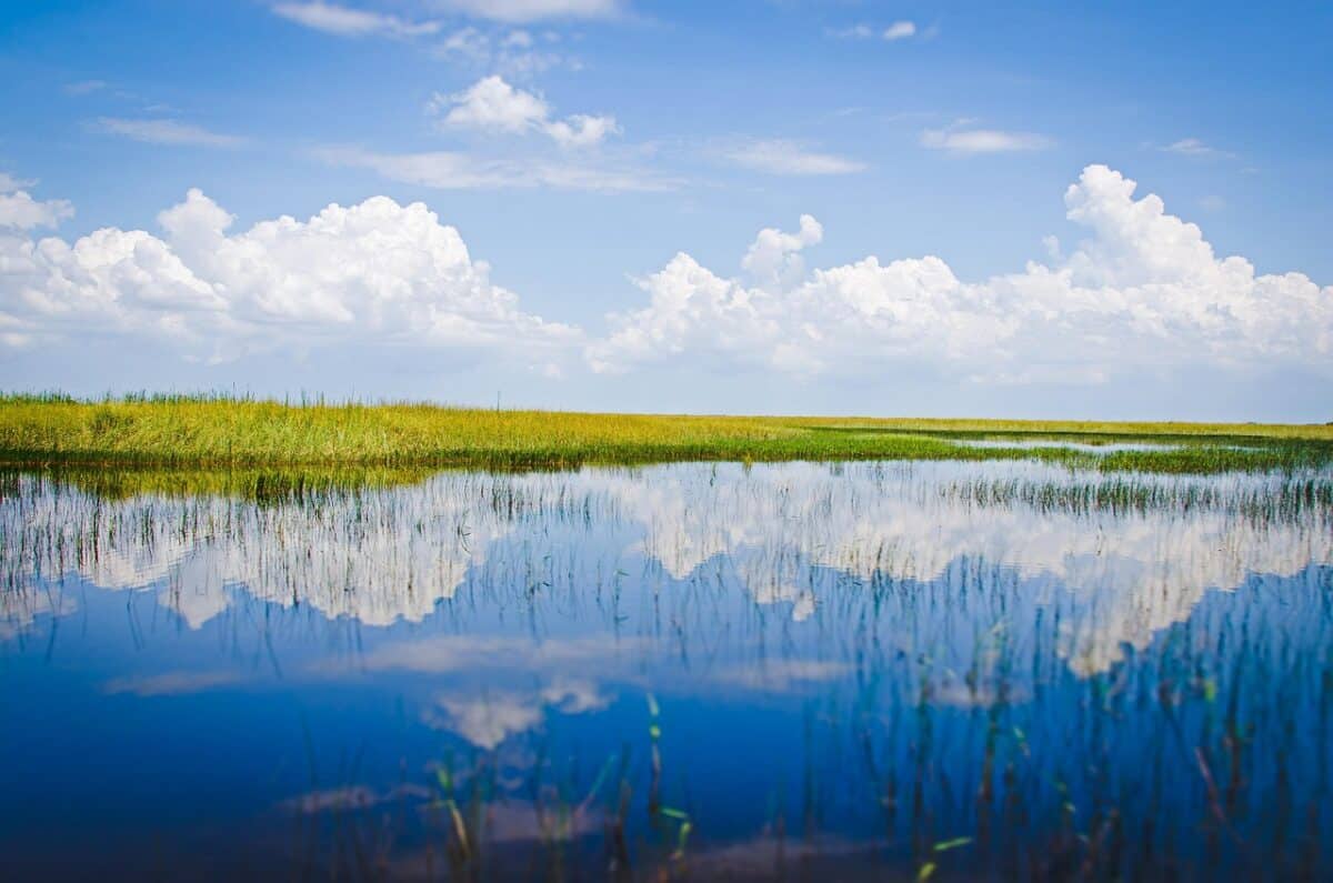 Parc national des Everglades : une nature sauvage subtropicale
