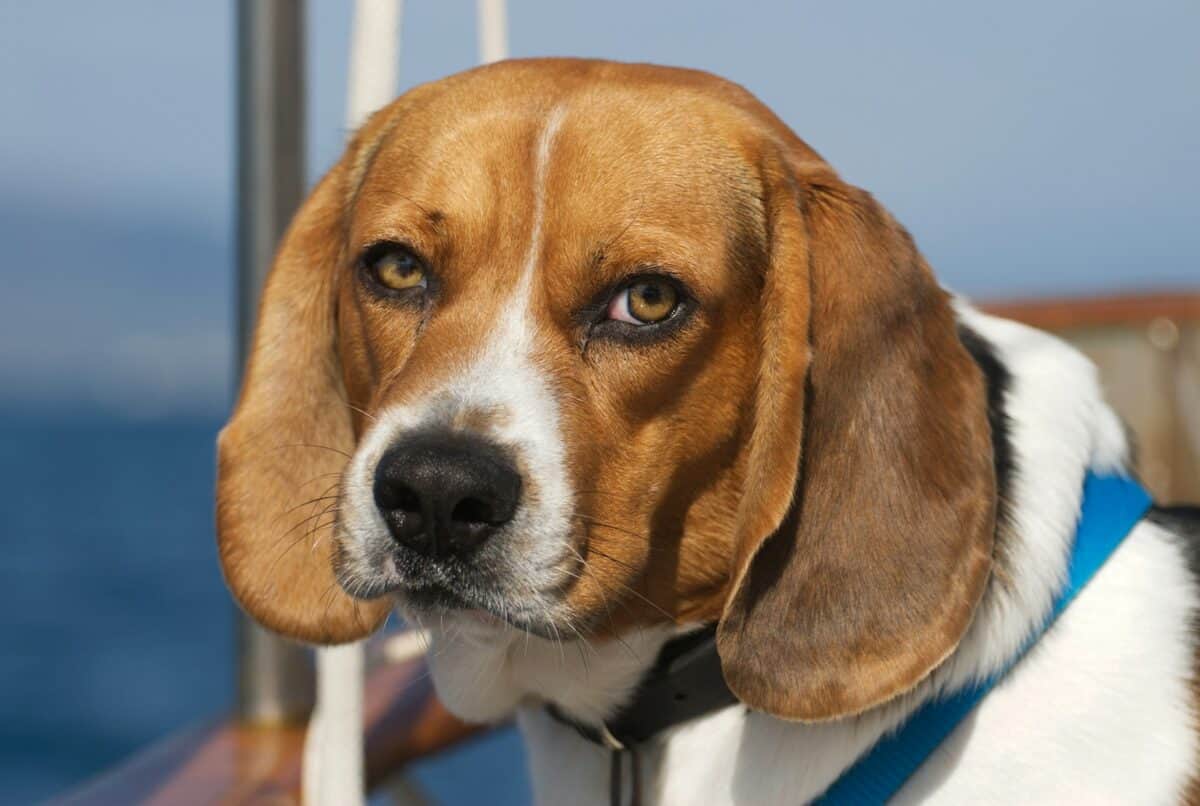 Un chien beagle pose avec une expression pensive.
