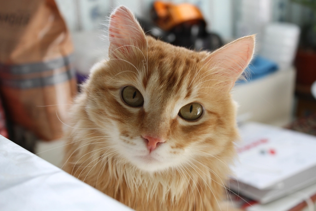 Les traits de personnalité distincts des chats