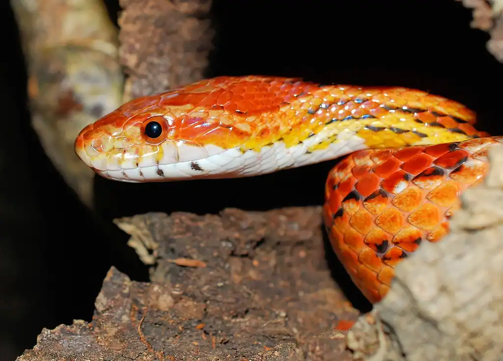 7 serpents des blés (crédits image : rawpixel)