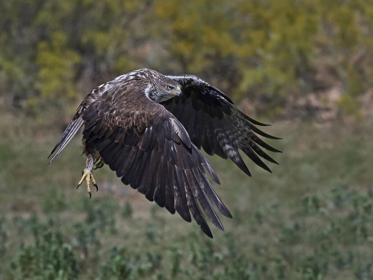 Aigle de Bonellis (Aquila bandata) —