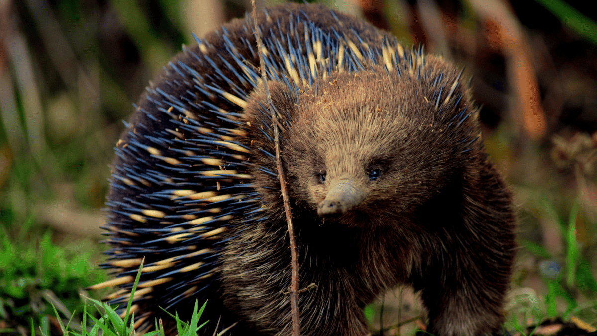 Echidna travaille avec des microbes pour capturer le carbone.