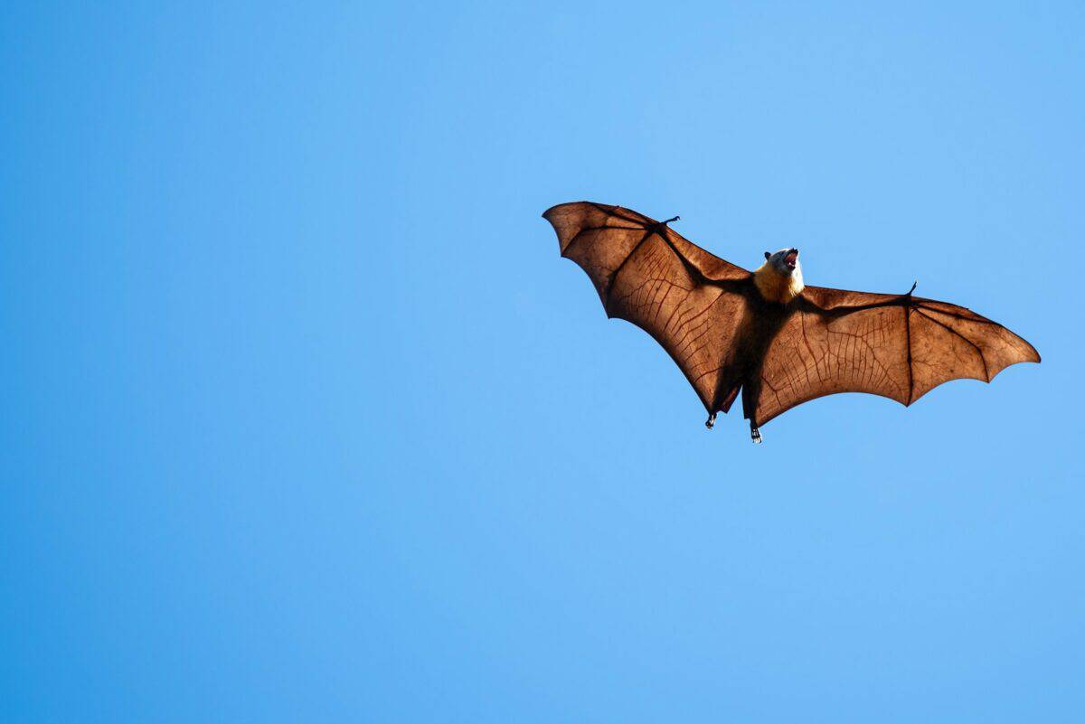 Une grande chauve-souris volant dans un ciel bleu
