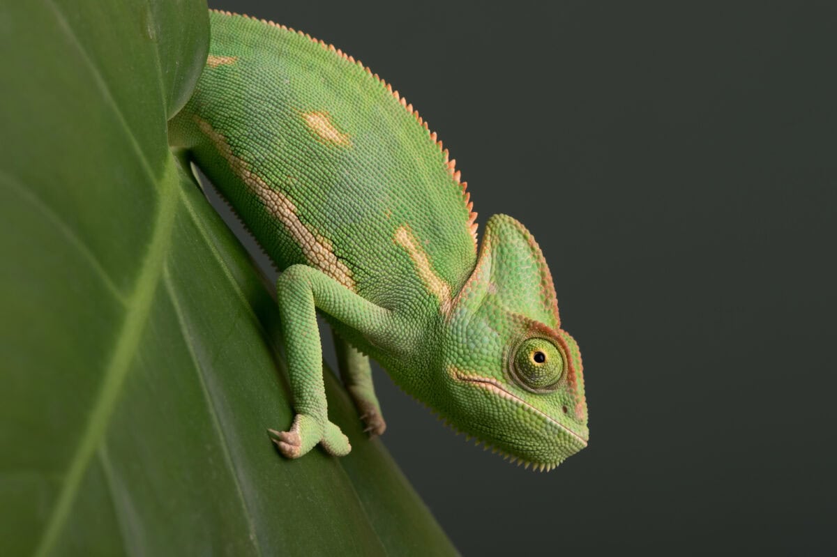 Caméléon voilé