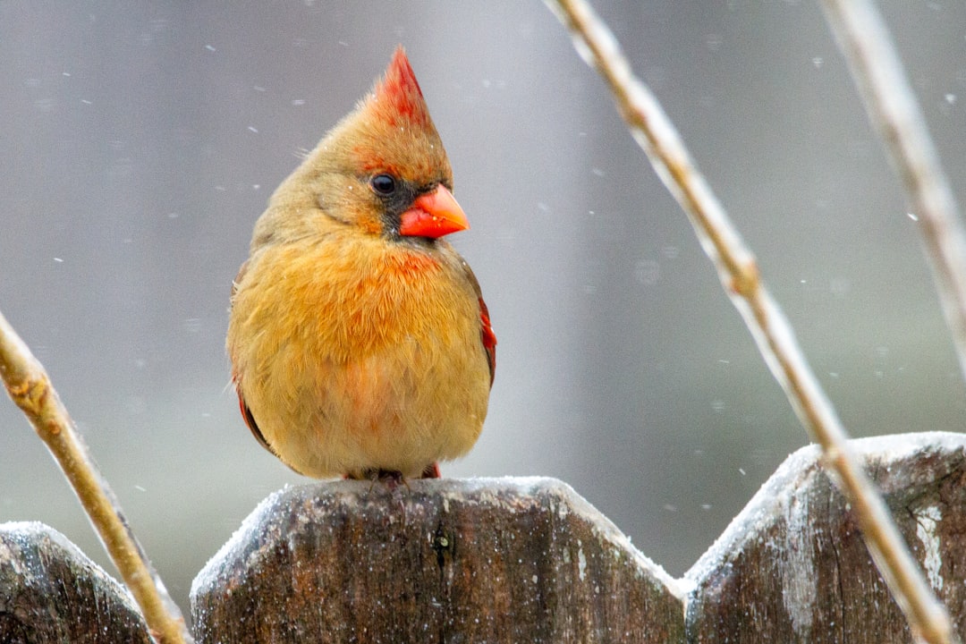 Le langage des oiseaux chanteurs (crédits image : unsplash)