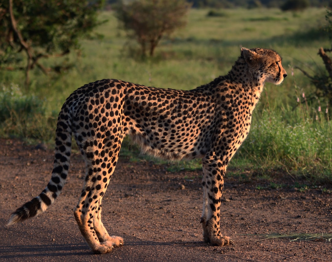 16. Guépard asiatique (crédits image : unsplash)