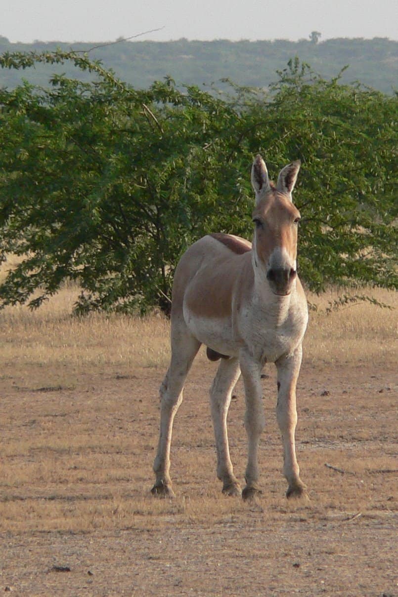 12. Onagre persan (crédits image : wikimedia)
