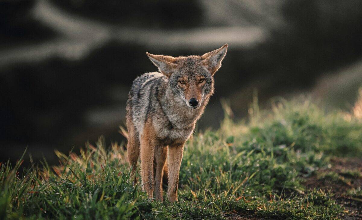 Un coyote errant dans la nature.