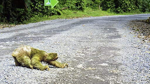 Traversée de la route du paresseux à trois doigts au Costa Rica