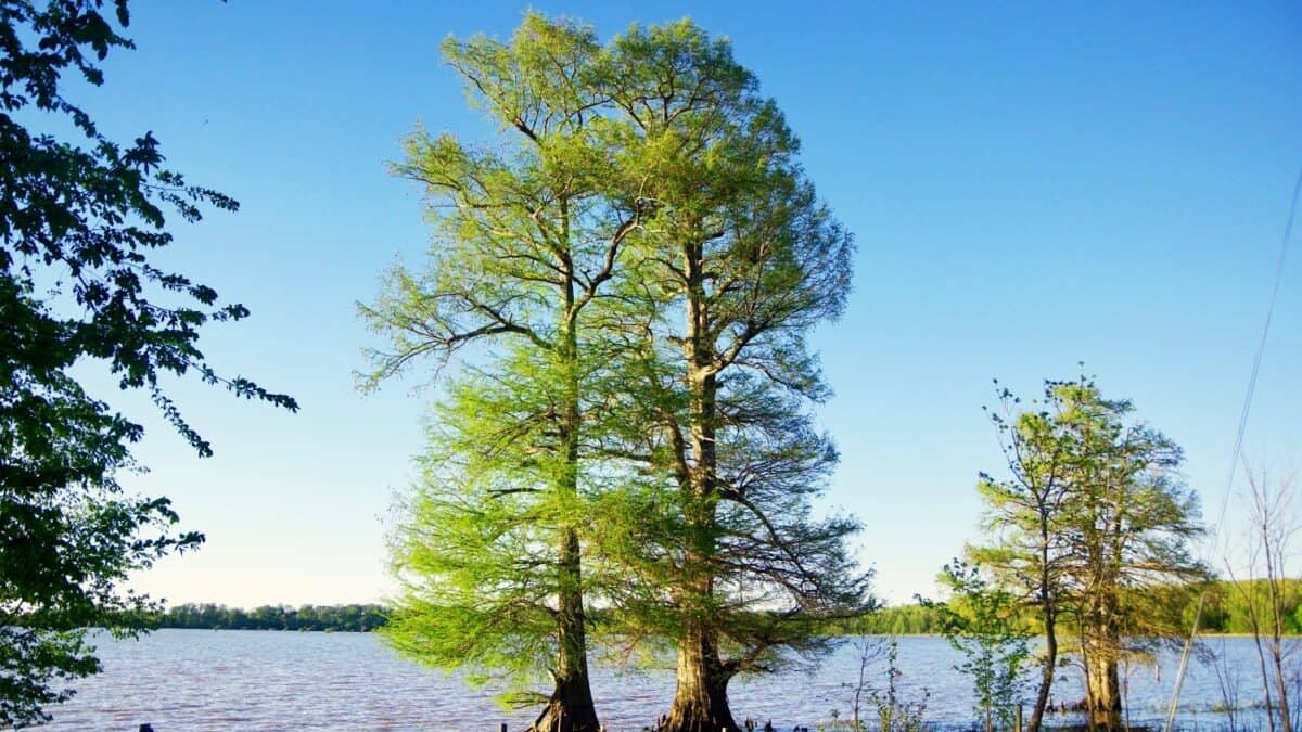 Samburg-Reelfoot-Lake-tn2