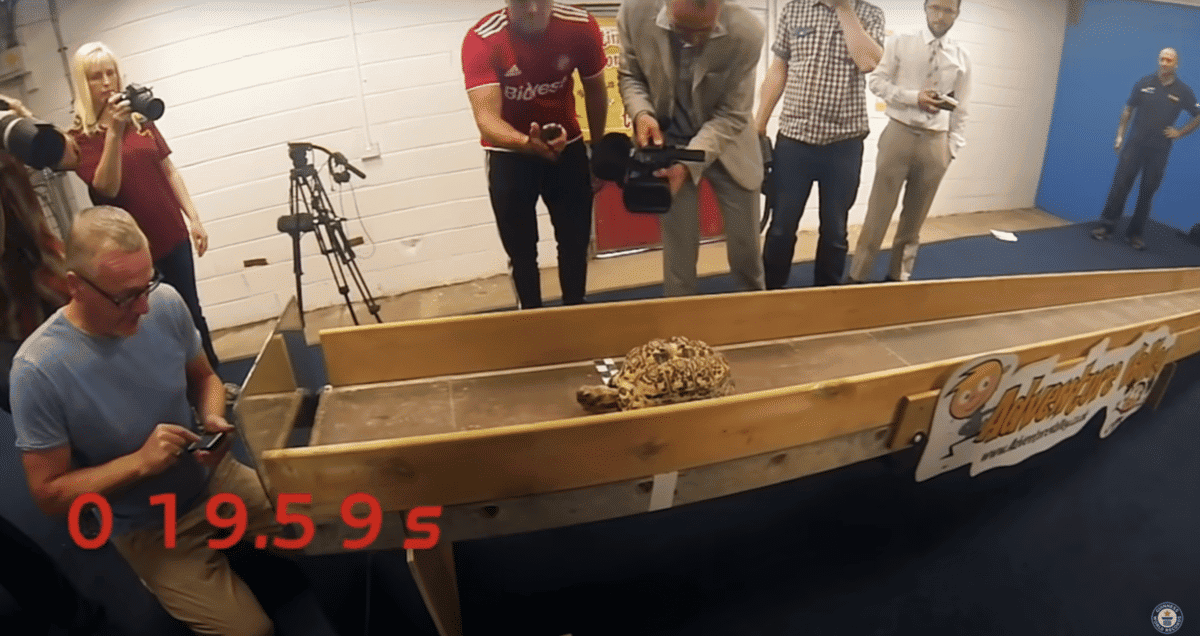 Tortue la plus rapide du monde Bertie