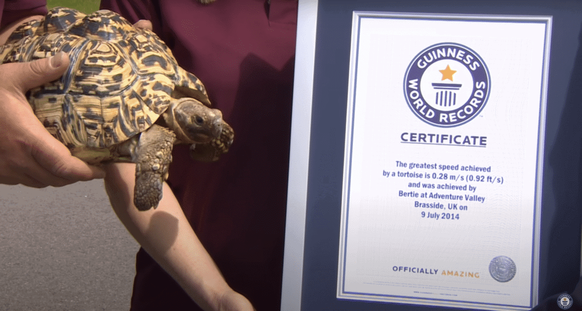 Tortue la plus rapide du monde Bertie