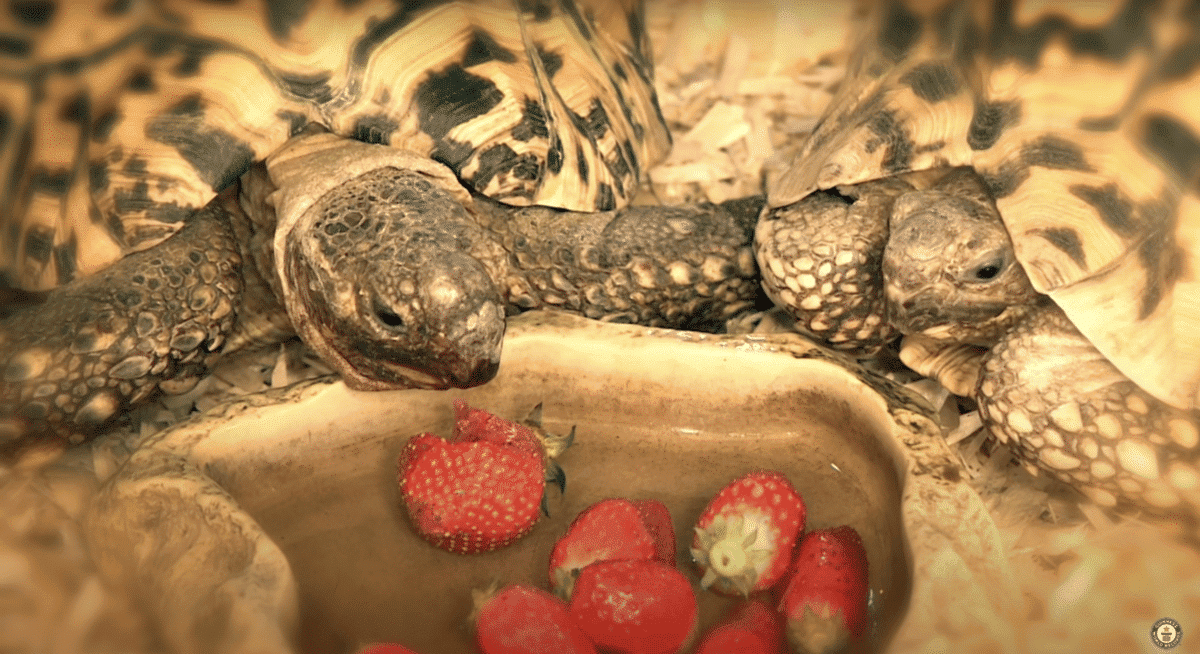 Tortue la plus rapide de Bertie