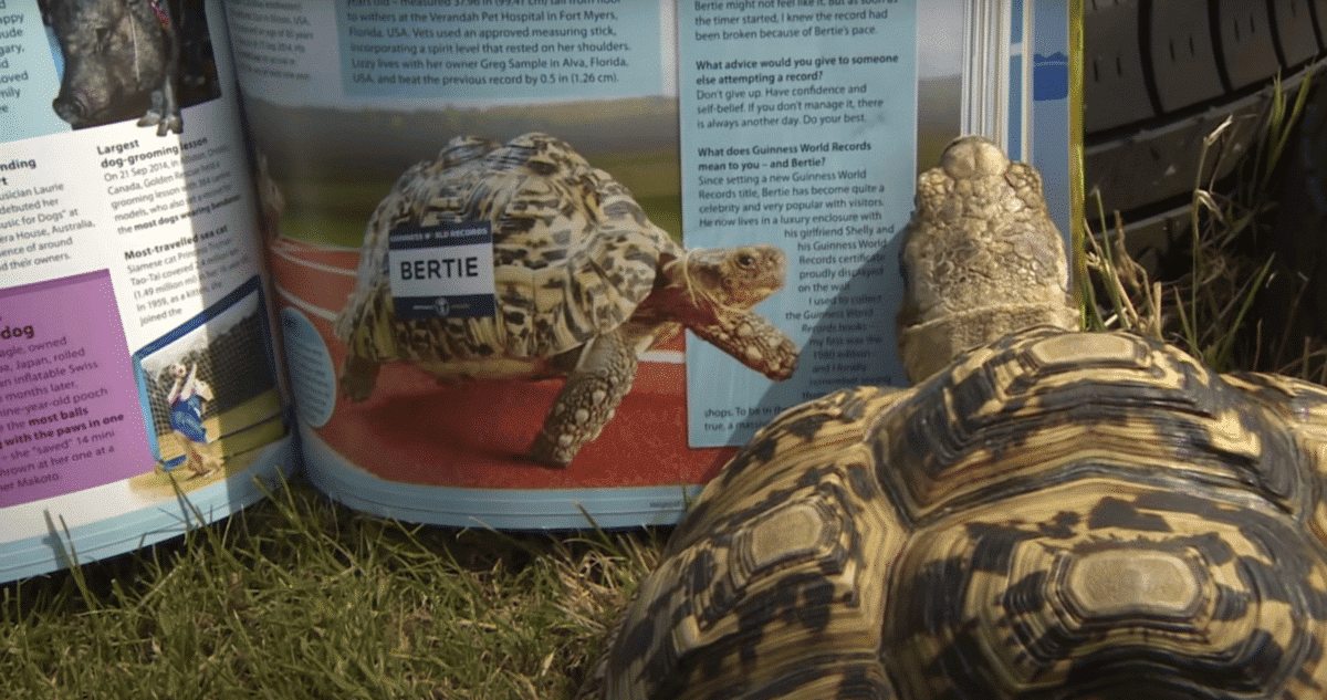 Tortue la plus rapide de Bertie