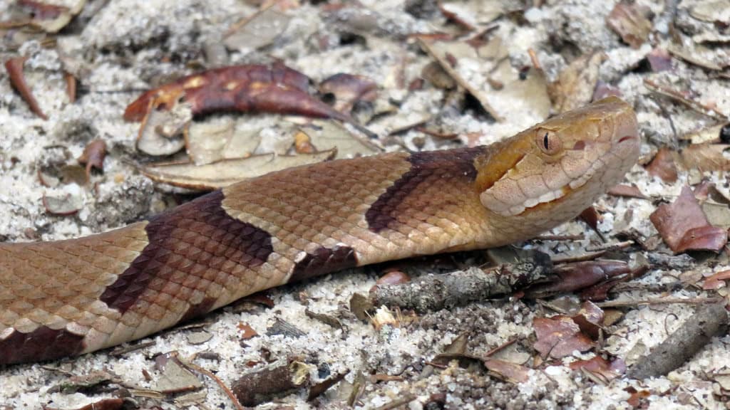 Serpent