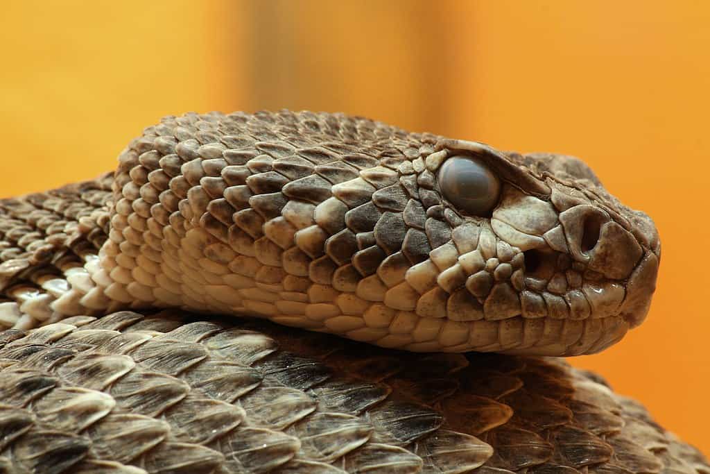 Serpent diamant occidental