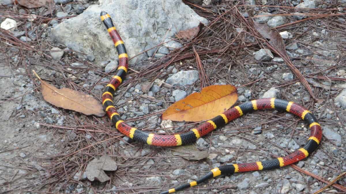 Serpent corail du Texas